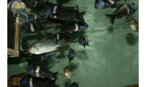 Tropheus duboisi (weiße binde)